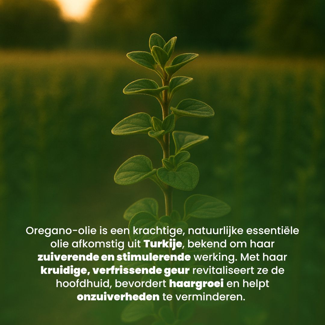 Oregano Olie (30ML) 100% Puur & Stoomgedestilleerd