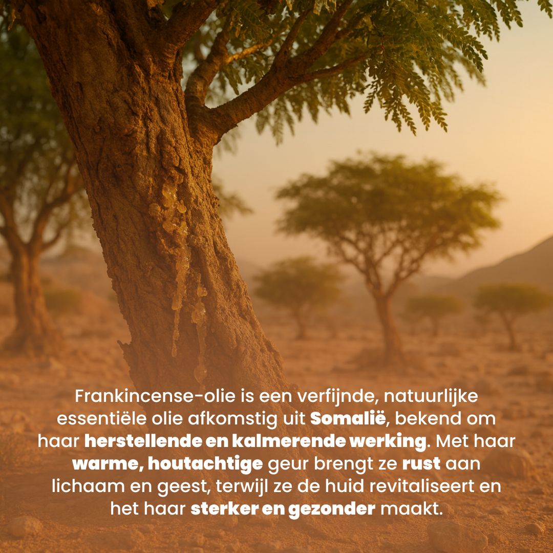 Frankincense Etherische Olie (30ML) 100% Puur & Stoomgedestilleerd