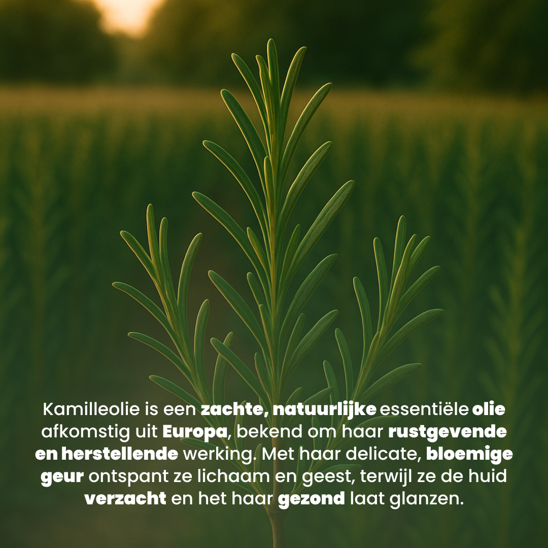 Rozemarijn Etherische Olie (30ML) - 100% Puur