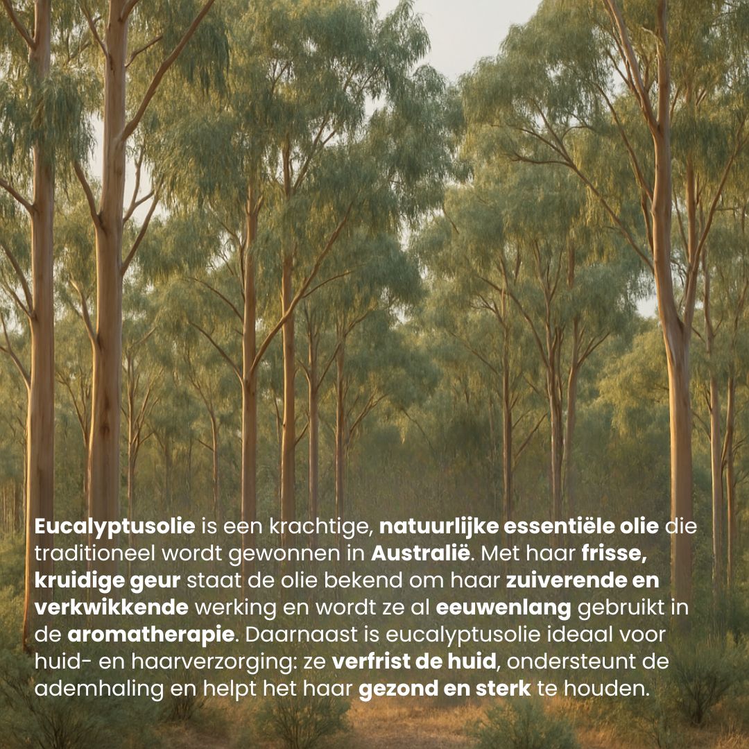 Eucalyptus Olie (30ML) 100% Puur & Stoomgedestilleerd