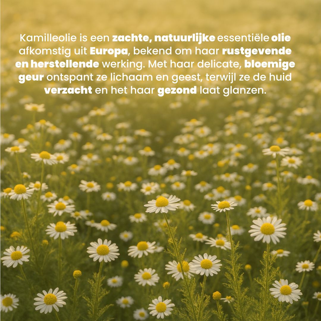 Kamille Olie (30ML) 100% Puur & Stoomgedestilleerd
