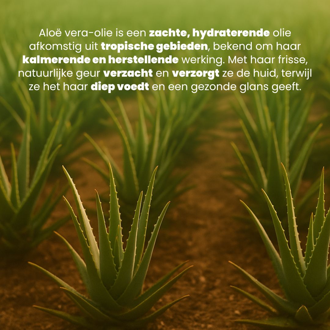 Aloë Vera Olie (50ML) – 100% Puur & Natuurlijk