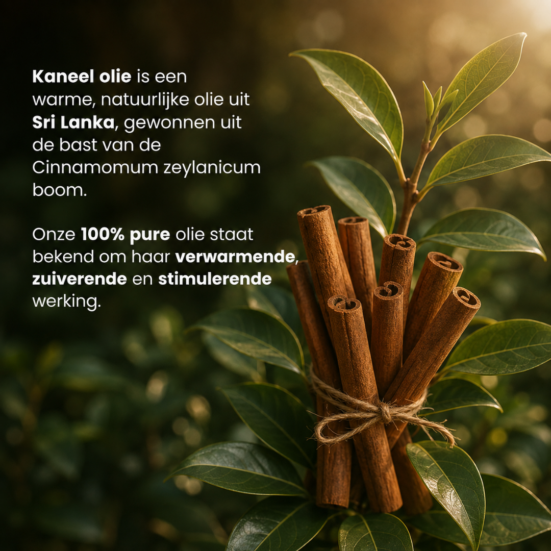 Cinnamon Essential Oil 100% Pure & Steam Distilled