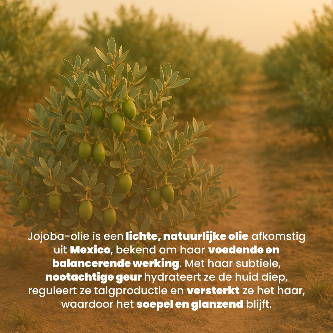 Jojoba Olie (100ML) 100% Puur & Koudgeperst