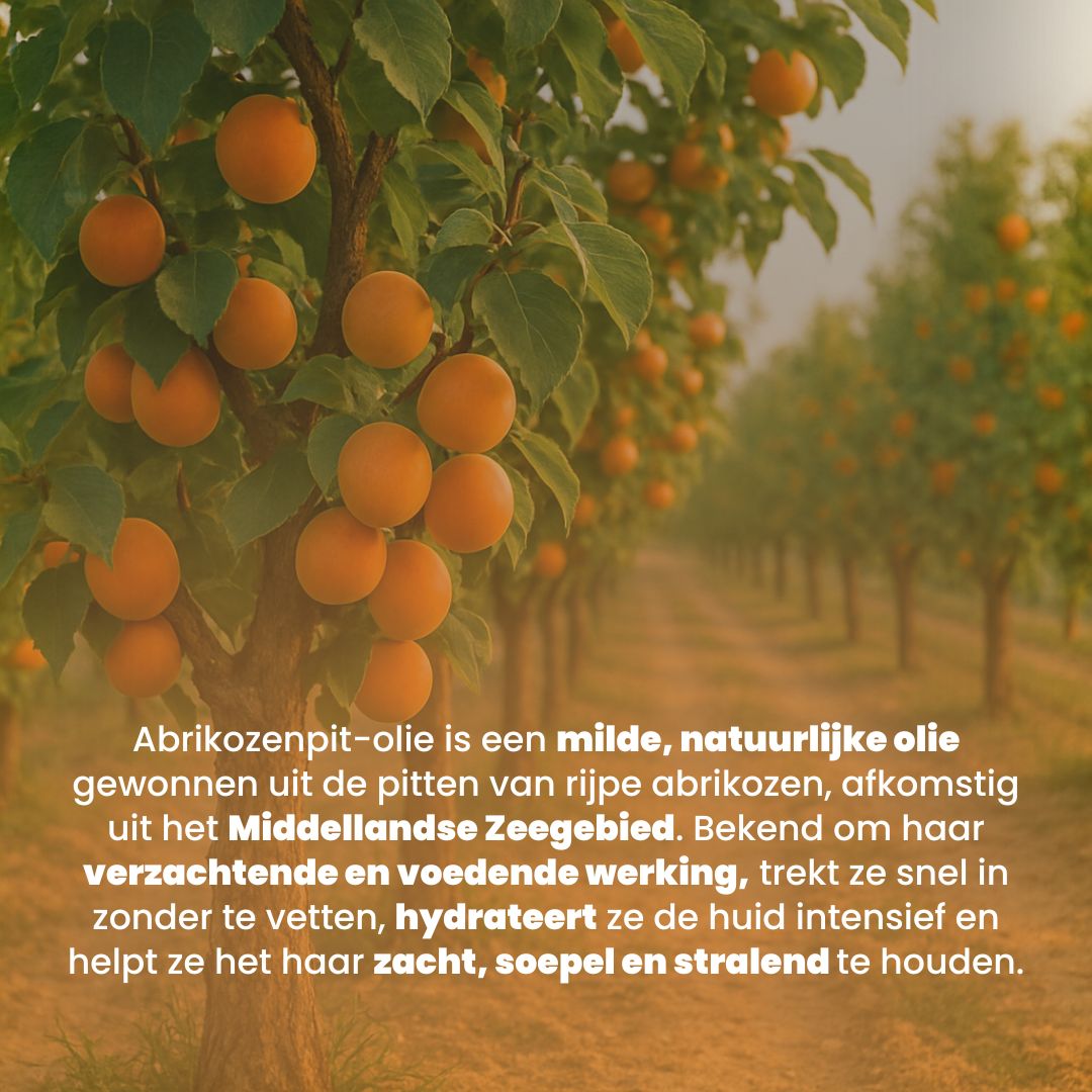 Abrikozenpit Olie (100ML) – 100% Puur & Koudgeperst