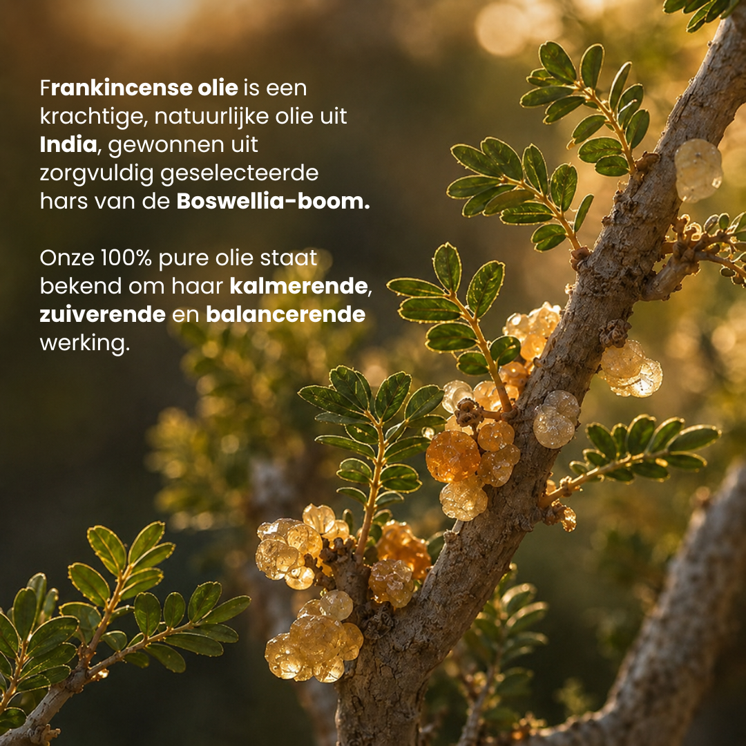 Frankincense Etherische Olie
