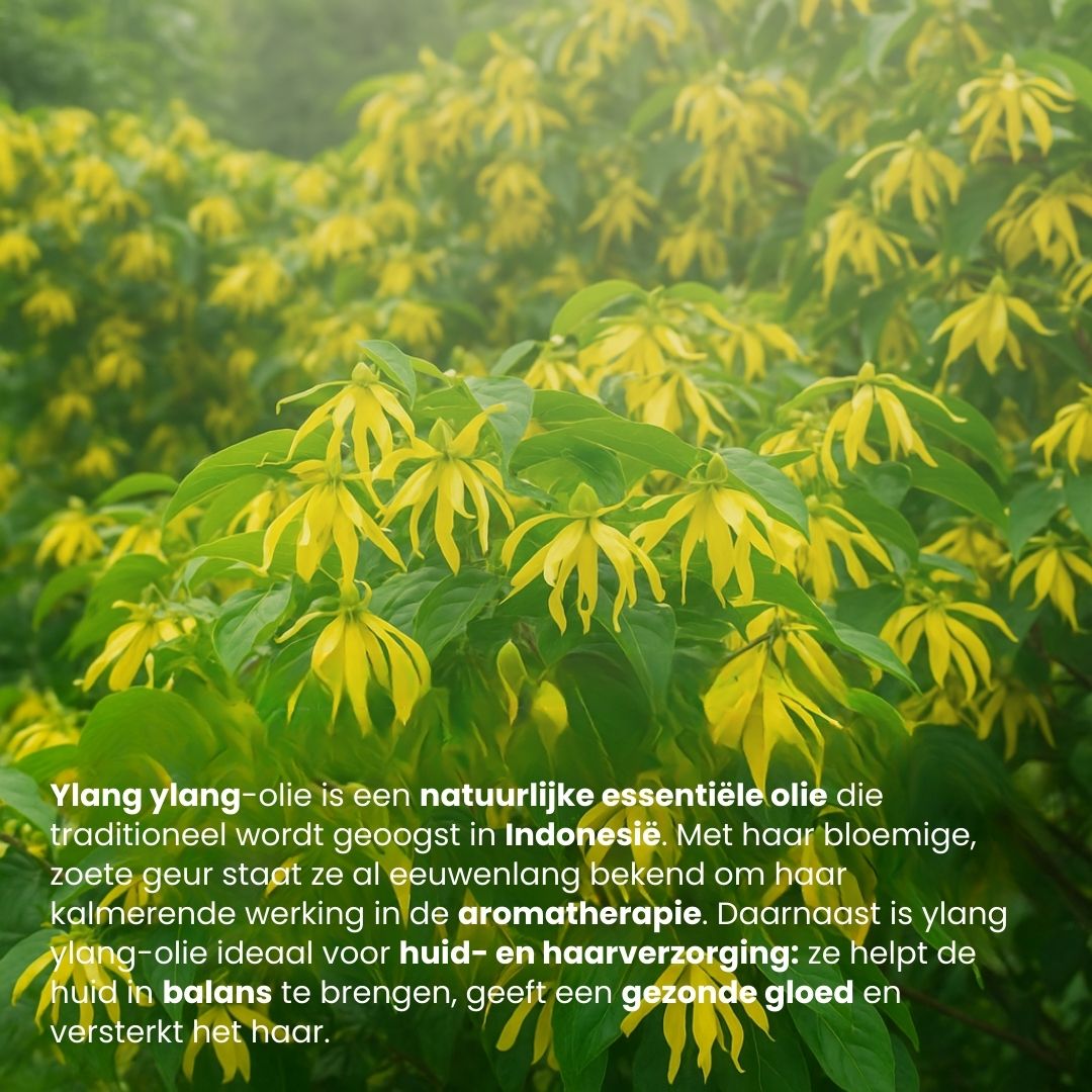Ylang Ylang Olie (30ML) 100% Puur & Stoomgedestilleerd