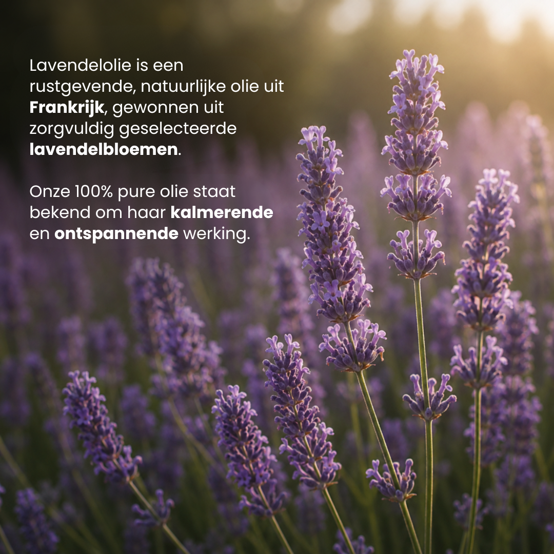 Lavendel Etherische Olie
