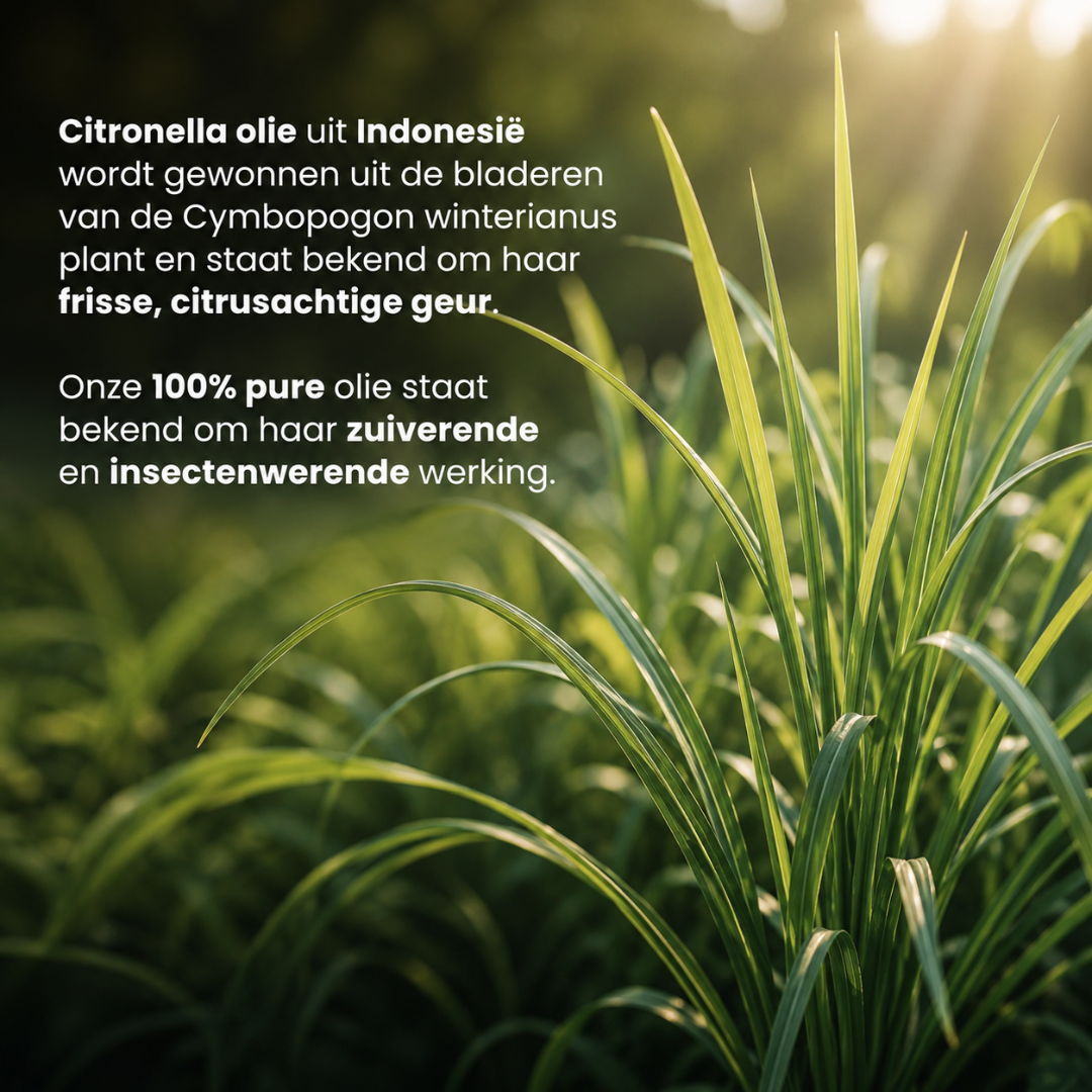Ätherisches Citronellaöl 100 % rein & dampfdestilliert