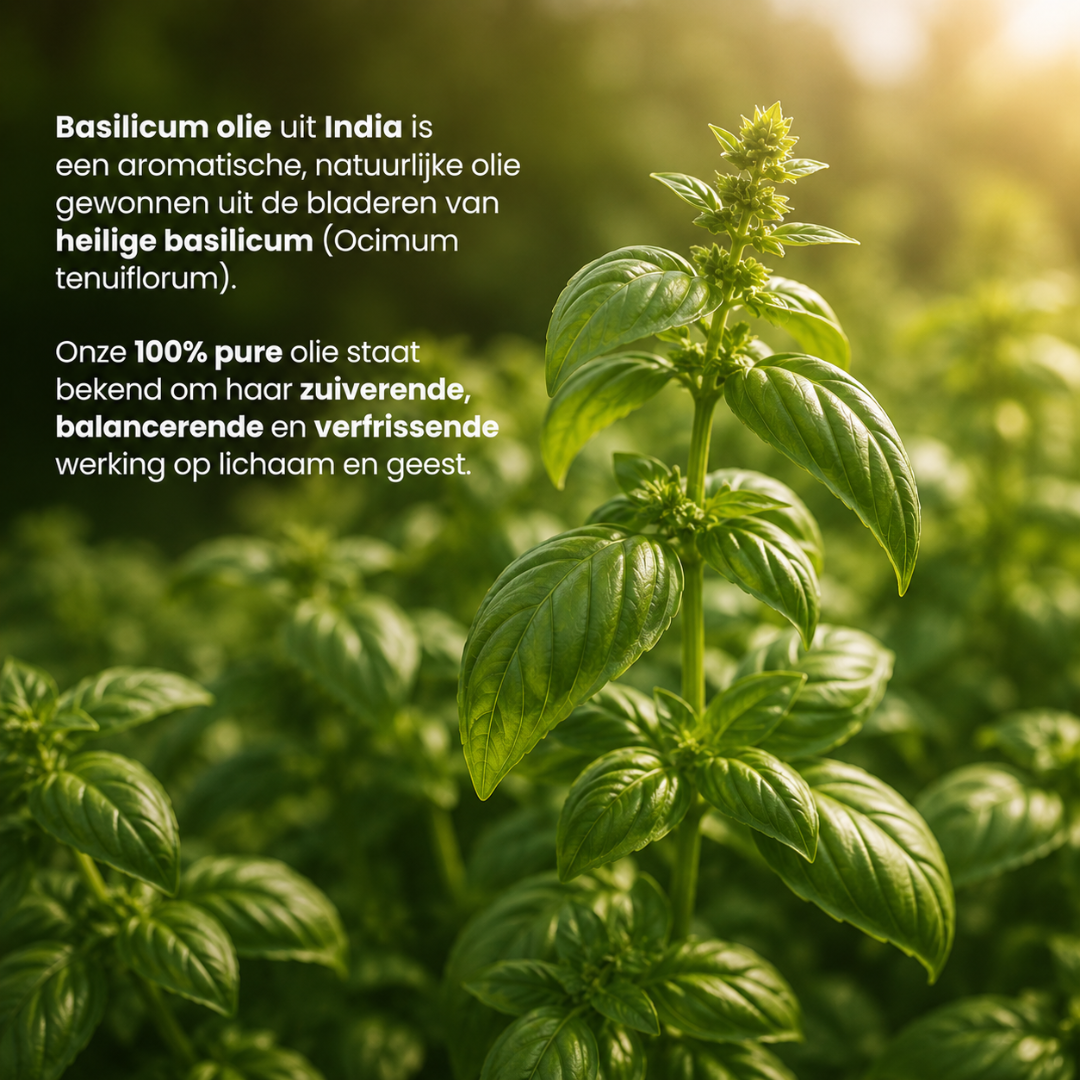 Huile Essentielle de Basilic 100% Pure et Distillée à la Vapeur