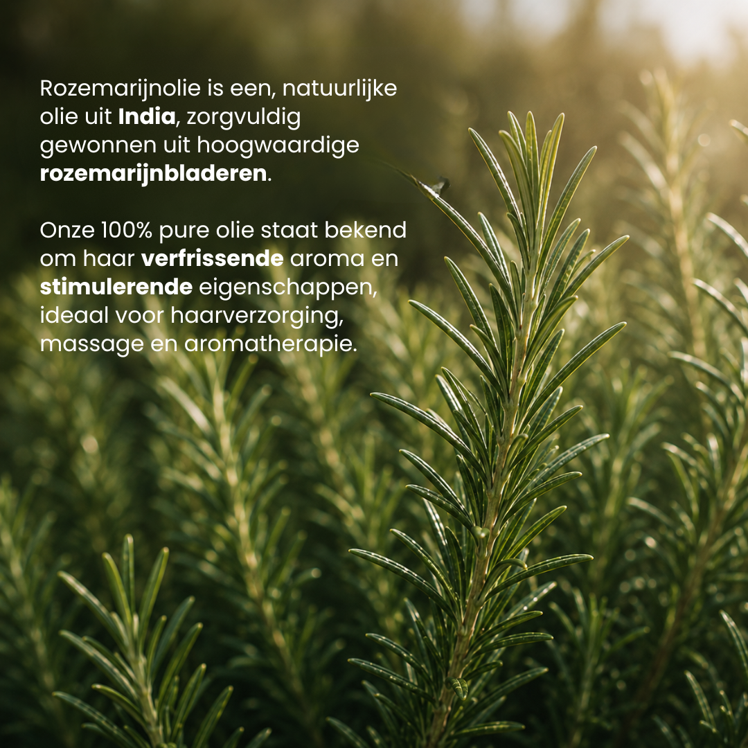 Rozemarijn Etherische Olie