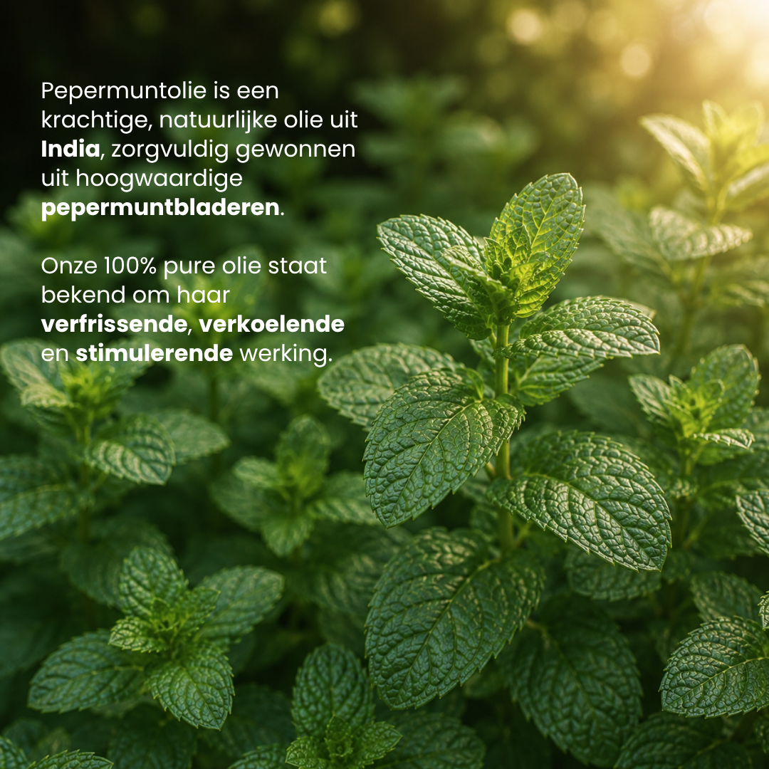 Pepermunt Etherische Olie