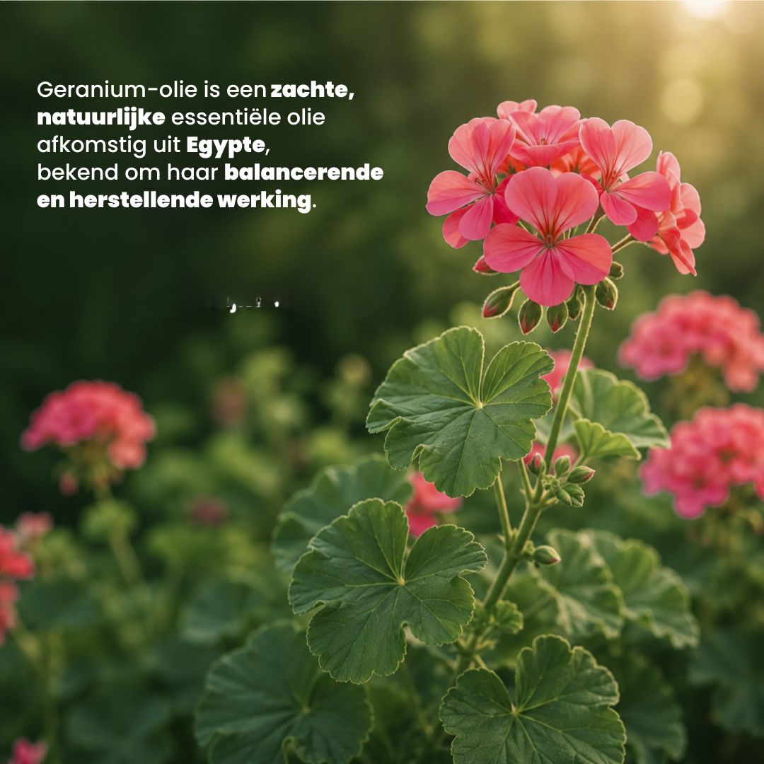Geranium Etherische Olie