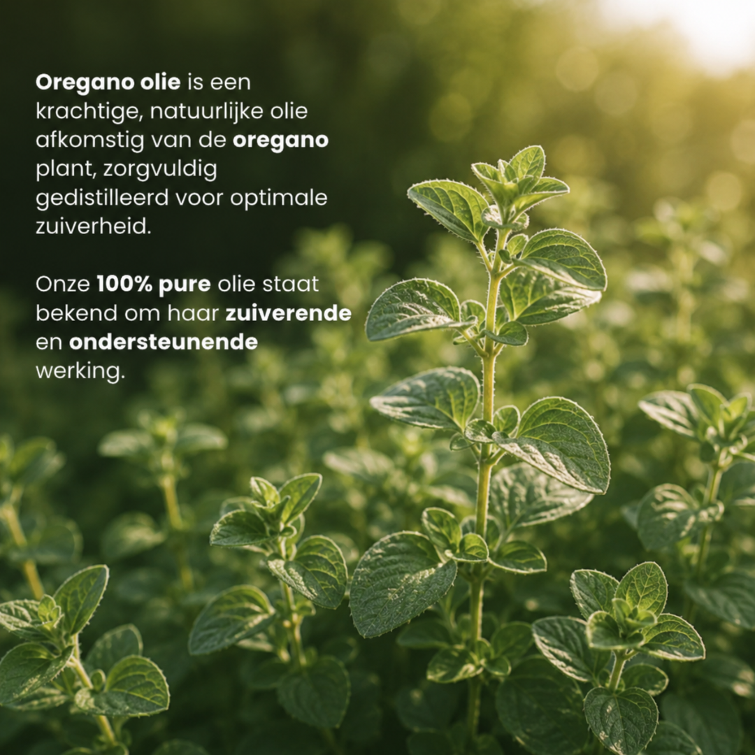 Oregano Etherische Olie