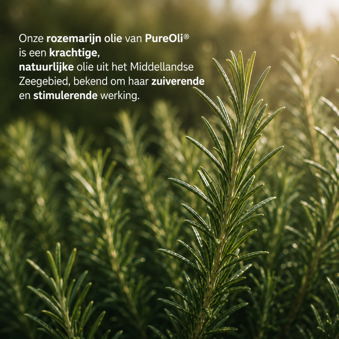 Rozemarijn Etherische Olie