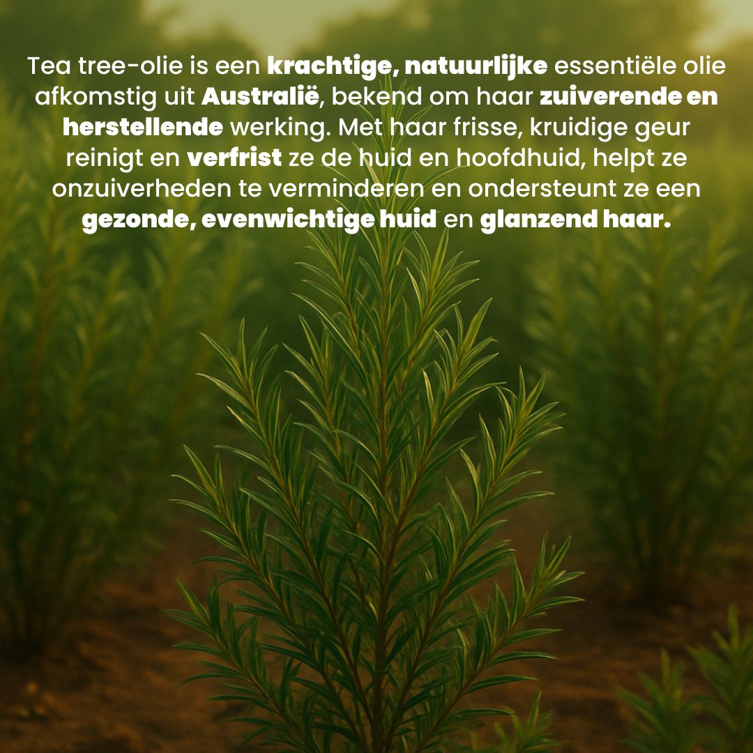 Tea Tree Olie (30ML) 100% Puur & Stoomgedestilleerd