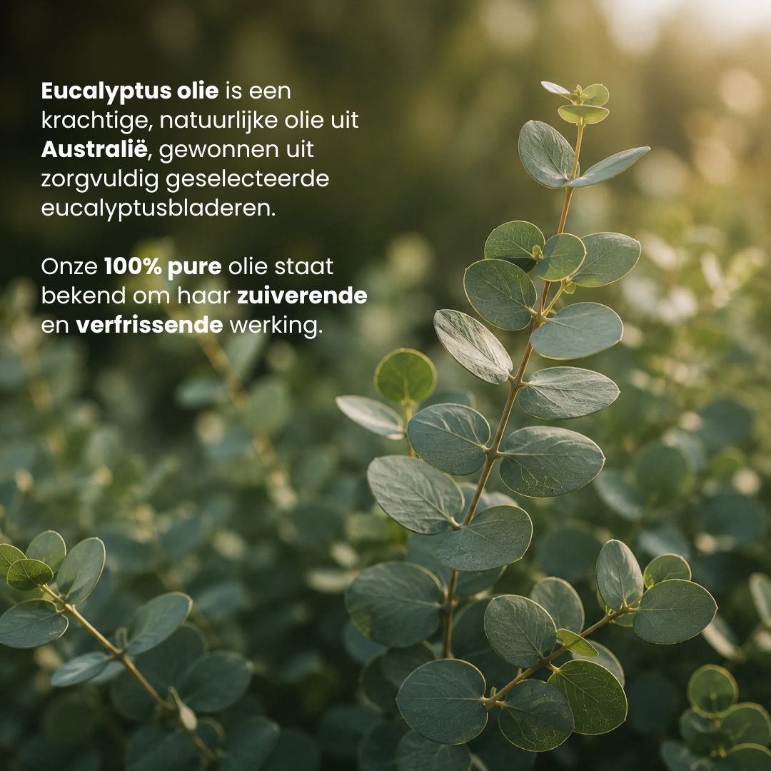 Eucalyptus Etherische Olie